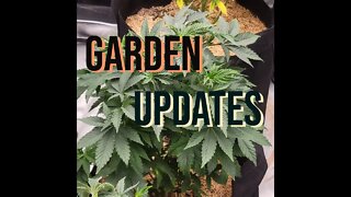 Another Garden Update