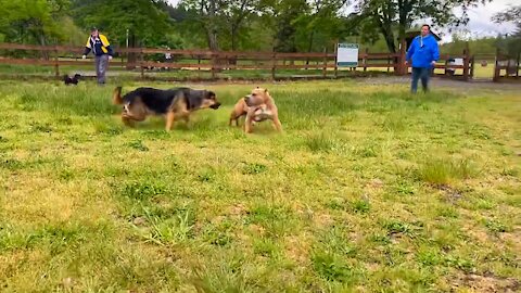 Shepherd Mix amazing power attack on pitbull