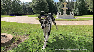 Great Dane Loves To Run But Needs To Work On His Stopping Skills