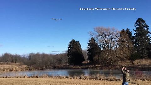 "Iglaak" the snow owl returns to the wild after making full recovery at Wisconsin Humane Society