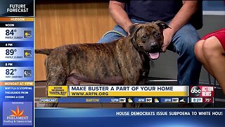 Rescues in Action Oct. 6 | Buster needs a buddy