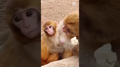 Monkey funny video || cute 🐵 monkey #longvidio #short #amazing