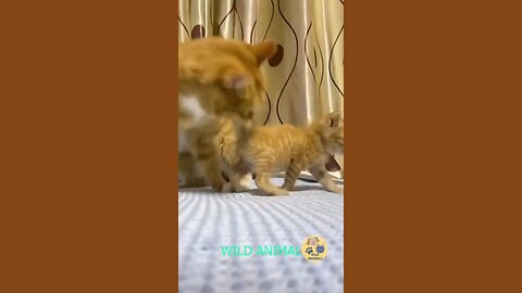 Funny animal moments😹🤣