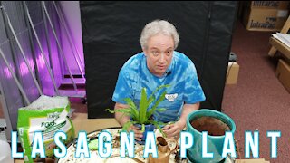 Lasagna Plant - #Short