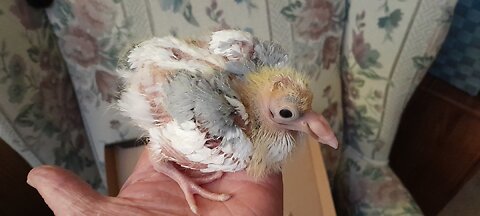 🕊 Raising an Orphaned Racing Pigeon 🕊