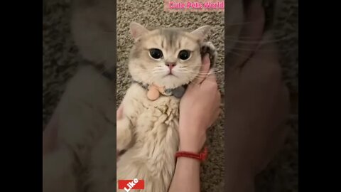 call me baby / call the phone Cute and funny cat videos/# #cat #funnycat #trending #shorts #tiktok