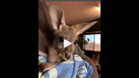 How sweet is this baby kangaroo? ❤️