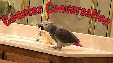 Clever parrot has very intriguing conversation