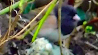 IECV NV #181 - 👀 Dark Eyed Junco Looking For Food By The Rocks And Stickers 2-11-2016