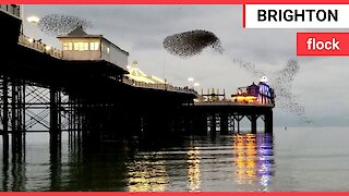 Mesmerising footage shows starling flock flying