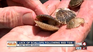 Scallops scarce in Pine Island Sound following red tide