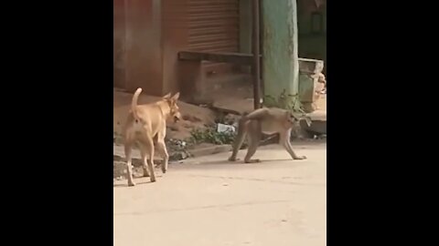 Monkey and dog very funny moment