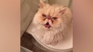 Cats VS Toilet Paper