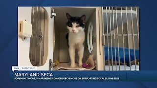 Hambone the cat is looking for a new home at the Maryland SPCA