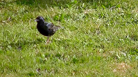 IECV NV #623 - 👀 Starlings And House Sparrows 6-12-2018