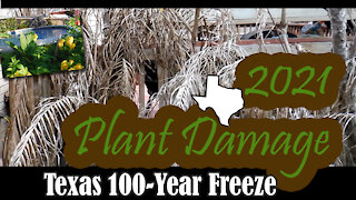 Texas Coast Gardening 2021 Freeze