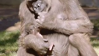 Baby gorilla born from critically endangered species