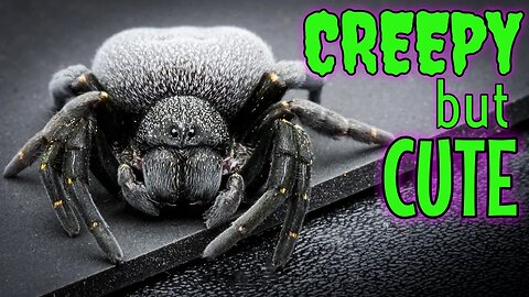 Top 5 CUTE but CREEPY Pet Invertebrates!