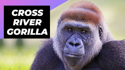 Cross River Gorilla 🦍 One Of The Most Endangered Animals In The Wild #shorts