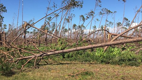 Forrest SNAPPED IN HALF By Powerful Winds