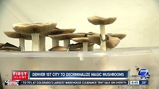 Denver is first city to decriminalize "magic mushrooms"