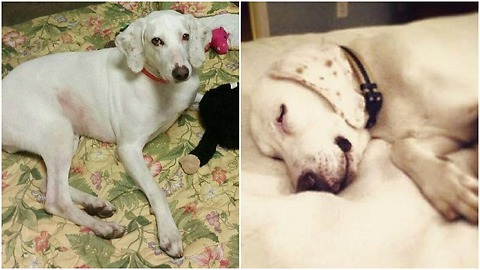 unbelievable relationship between the rescue dog and the (CAS) shelter staff