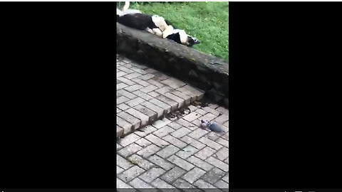Dog sleeps outside in totally weird position