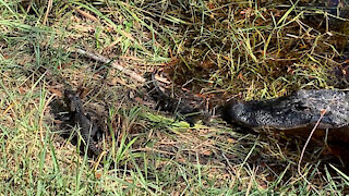 Reptile Adventure at Alabama Gulf State Park