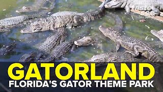 Gatorland: Florida's alligator theme park | Taste and See Tampa Bay