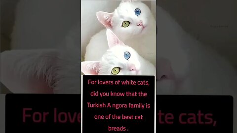 Enchanting Turkish Angora Cats : A Breed to Admire