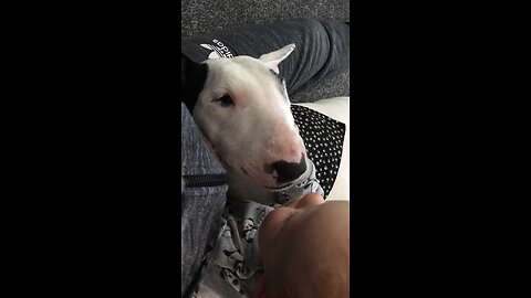 English Bull Terrier preciously kisses baby best friend