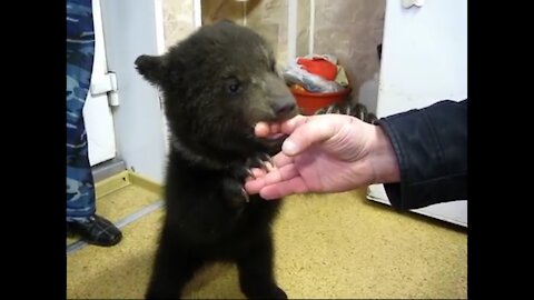Bear Cub Licking Finger Of Man & Best Friends