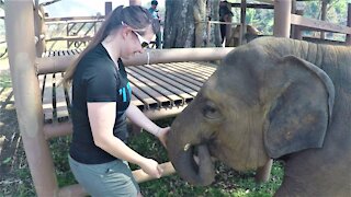 Rescued baby elephant responds with joy to kindness and fruit snacks