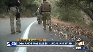 DEA raids massive illegal San Diego pot farm