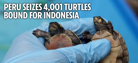 Peru seizes 4,001 turtles bound for Indonesia