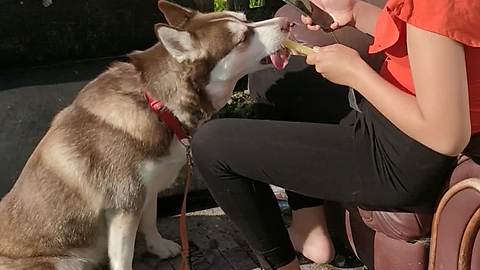 Husky enjoys refreshing treat on hot day