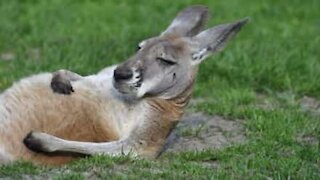 Ce kangourou s'invite sur un terrain de foot en plein match