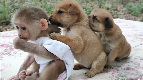 Cute Puppies want to make friends with Monkey Baby Sky