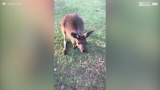 Un kangourou devient le meilleur ami de cette famille