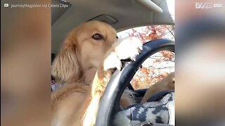 Ce chien passe au drive de Starbucks en voiture