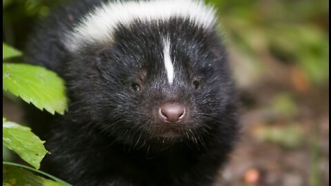 Baby skunks compilation
