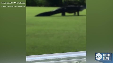 Monster gator spotted at MacDill Air Force Base