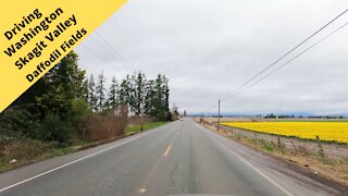 Driving through Skagit Valley Daffodil Fields in Washington