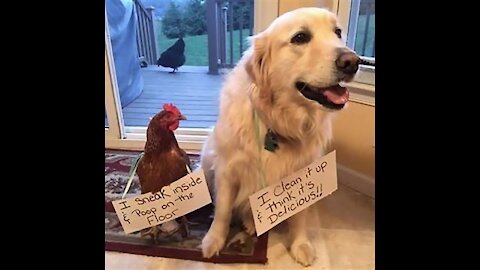 #Chicken VS Dog fight 2021
