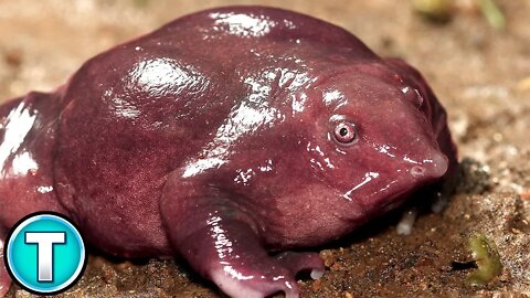 Pig Nosed Frog | World's Weirdest Animals