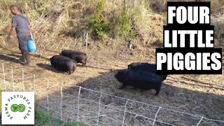 Managing Our Forest With PIGS!