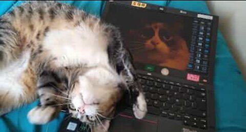 Katt ødelegger eierens laptop