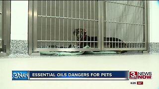 Essential oils dangers for pets