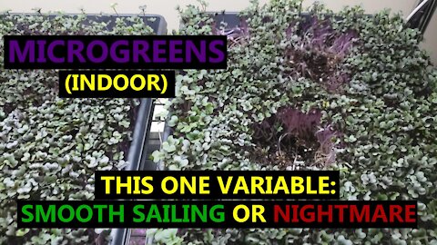 This ONE Thing Can Make Growing Microgreens Smooth Sailing or a Nightmare!