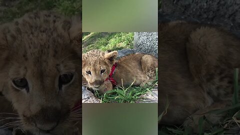 Cute Lion Cub Relaxing #cub #tiger #cute #funnyanimals #funnyanimalvideos #lioncubs #lions